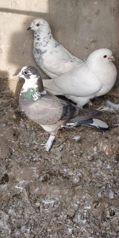 "Majestic Ferozpuri Fantail Pigeon - Rare Beauty & Perfect Plumage!" 6