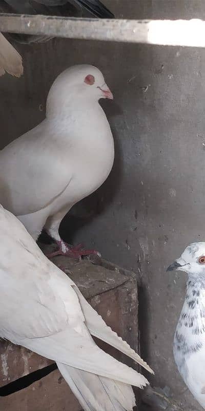 "Majestic Ferozpuri Fantail Pigeon - Rare Beauty & Perfect Plumage!" 7