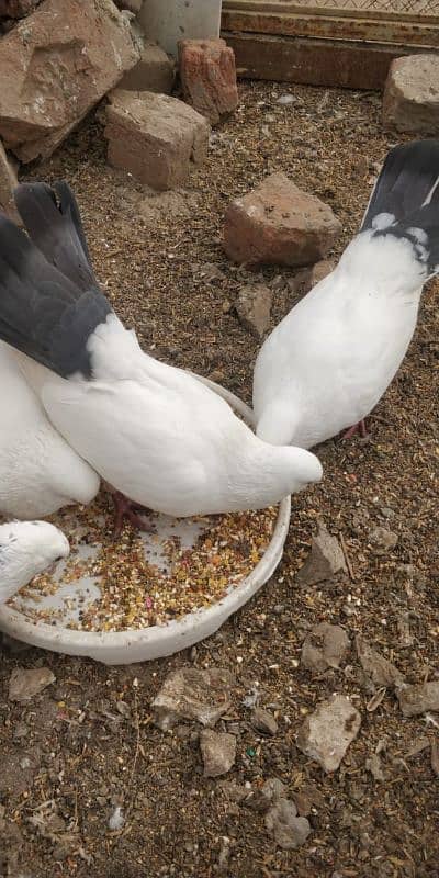 "Majestic Ferozpuri Fantail Pigeon - Rare Beauty & Perfect Plumage!" 8