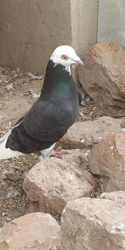 "Majestic Ferozpuri Fantail Pigeon - Rare Beauty & Perfect Plumage!" 9