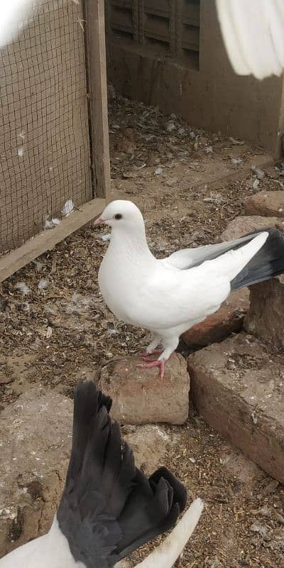 "Majestic Ferozpuri Fantail Pigeon - Rare Beauty & Perfect Plumage!" 10