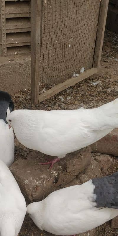 "Majestic Ferozpuri Fantail Pigeon - Rare Beauty & Perfect Plumage!" 11