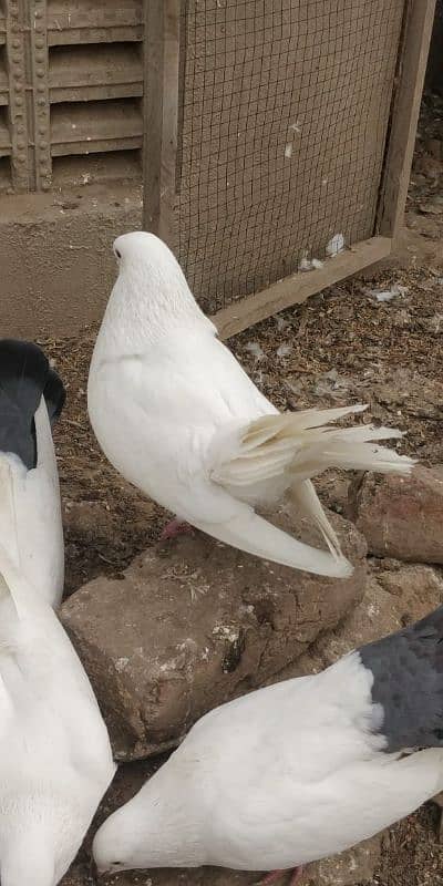 "Majestic Ferozpuri Fantail Pigeon - Rare Beauty & Perfect Plumage!" 12