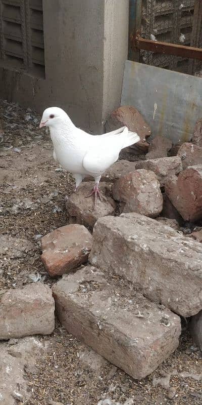 "Majestic Ferozpuri Fantail Pigeon - Rare Beauty & Perfect Plumage!" 13