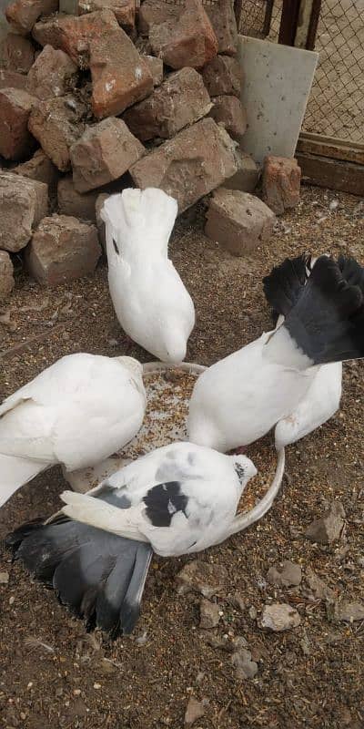 "Majestic Ferozpuri Fantail Pigeon - Rare Beauty & Perfect Plumage!" 14