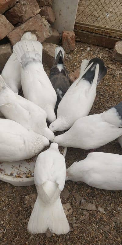 "Majestic Ferozpuri Fantail Pigeon - Rare Beauty & Perfect Plumage!" 16