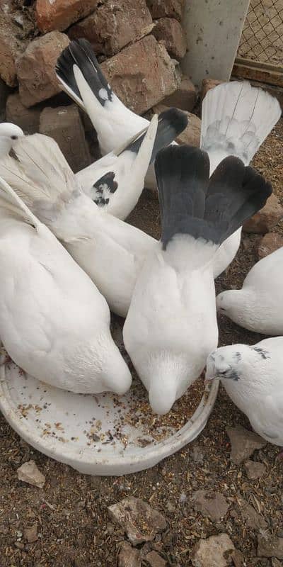 "Majestic Ferozpuri Fantail Pigeon - Rare Beauty & Perfect Plumage!" 17