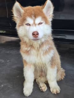 siberian husky