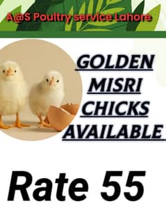 Golden Misri chick's