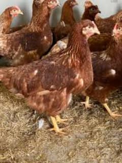 Loman brown hen's organic eggs laying &  Male available   03296499435