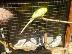 Australian Parrots (Pathe)