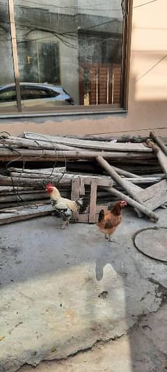 egg laying hens for sale