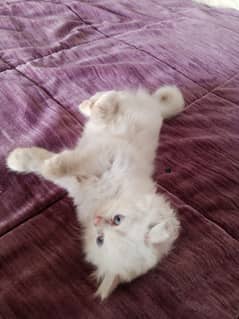 Persian Kittens and male for sale 0