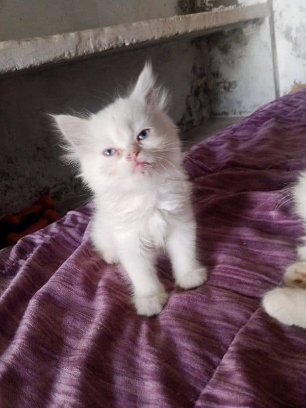 Persian Kittens and male for sale 1