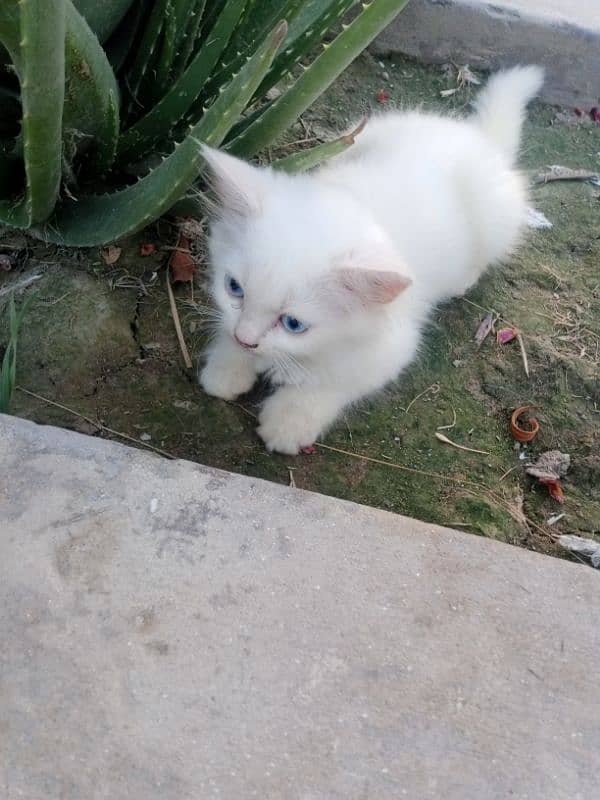 Persian Kittens and male for sale 2