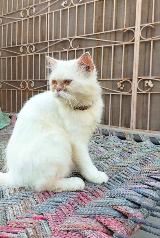 Persian Kittens and male for sale 3