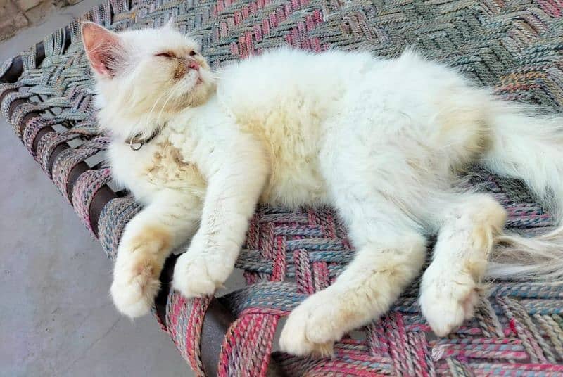 Persian Kittens and male for sale 5