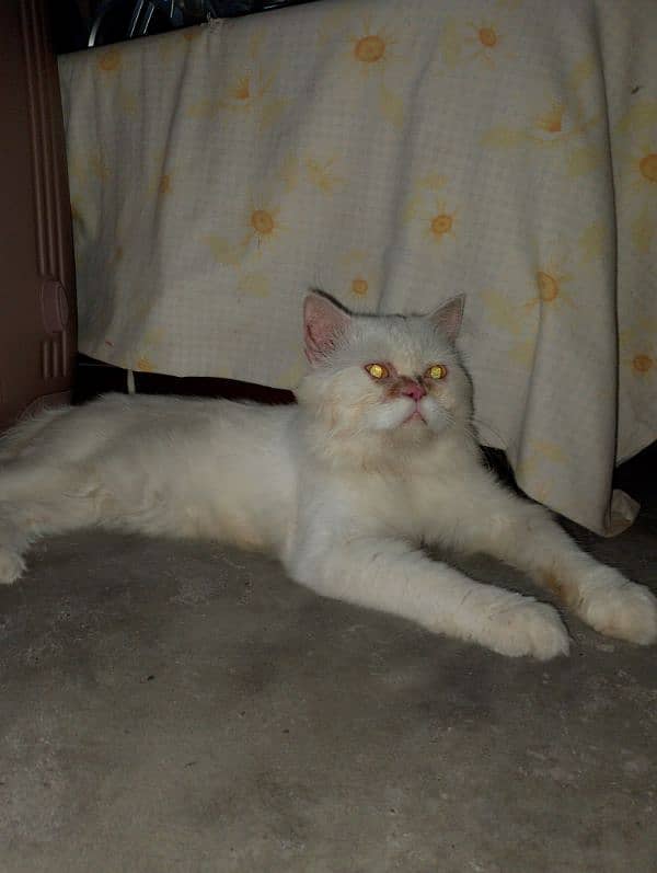 Persian Kittens and male for sale 6