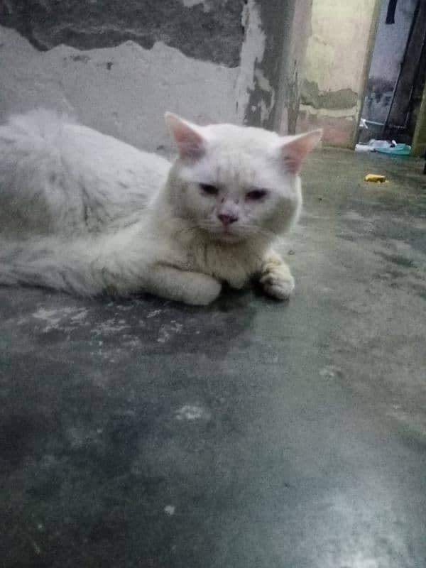 Persian cat and 1 kitten both for sale toilet train hain 3