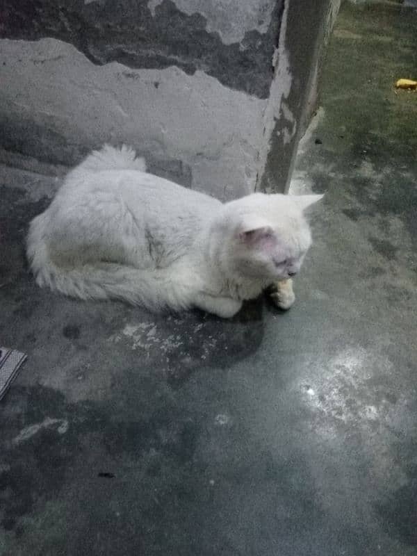 Persian cat and 1 kitten both for sale toilet train hain 5