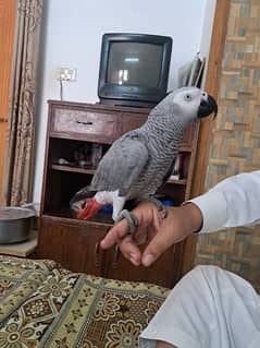 Hand Tamed Talking Grey Parrot 0