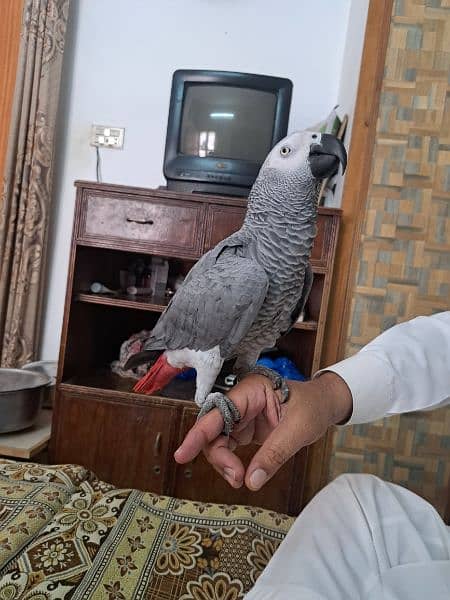 Hand Tamed Talking Grey Parrot 1