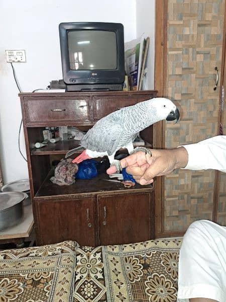 Hand Tamed Talking Grey Parrot 2