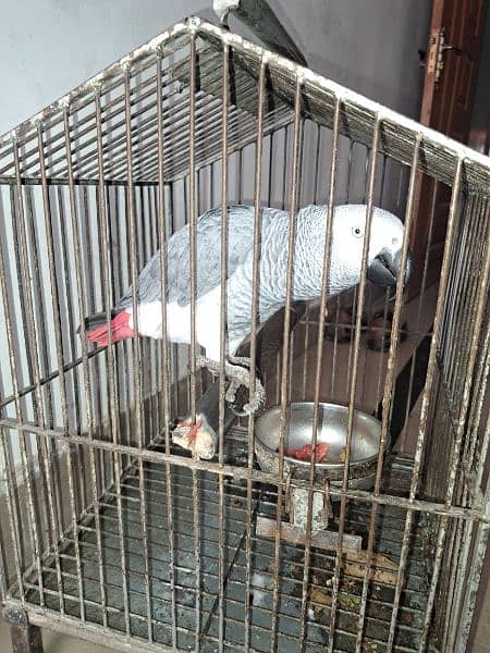 Hand Tamed Talking Grey Parrot 3