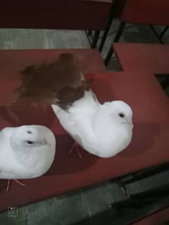 brown tail white piegon03007661761