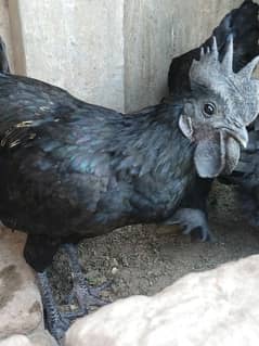 Ayam semane grey tong 5 female 2male