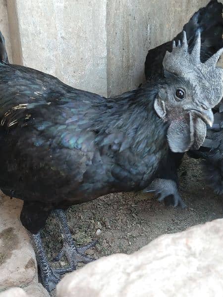 Ayam semane grey tong 5 female 2male 0