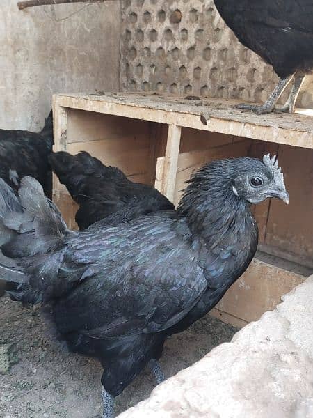 Ayam semane grey tong 5 female 2male 1