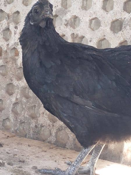 Ayam semane grey tong 5 female 2male 2