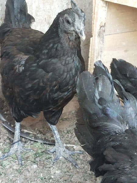 Ayam semane grey tong 5 female 2male 3