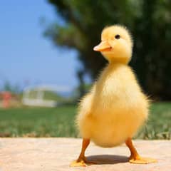 Duck