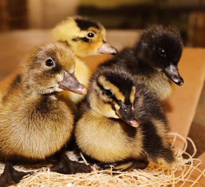 Duck / Duckling / Chicks / Ducks 2