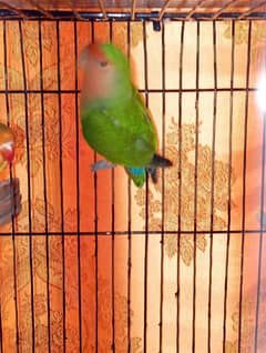 lovebirds+fishree1900 +finches 1200 ka pair + austa900 pair laga hua