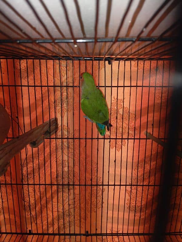 lovebirds lutino for sale gender confirm ni ha muje wase male lagta ha 2