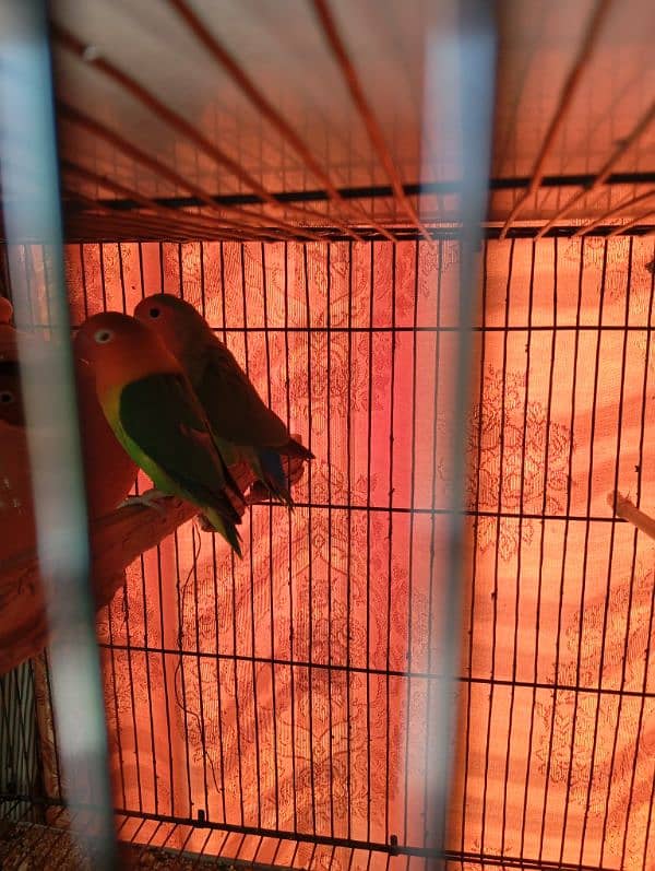 lovebirds lutino for sale gender confirm ni ha muje wase male lagta ha 4