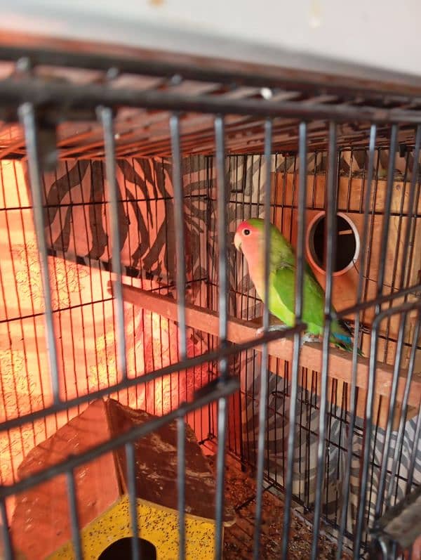 lovebirds lutino for sale gender confirm ni ha muje wase male lagta ha 6