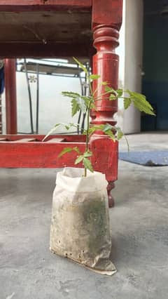 2 Neem Plants