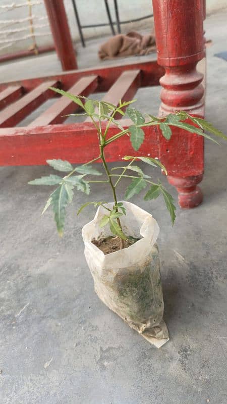 2 Neem Plants 1