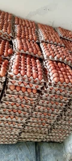 Brown eggs available contact Whatsapp 03707141586