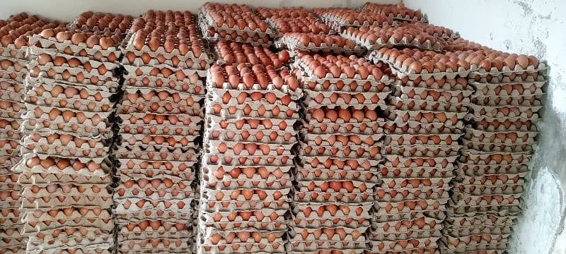 Brown eggs available contact Whatsapp 03707141586 1