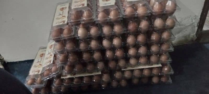 Brown eggs available contact Whatsapp 03707141586 3