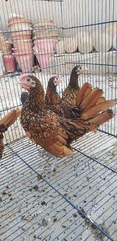 Golden sebright chicks