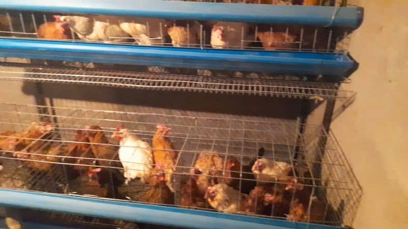 hens cage 4