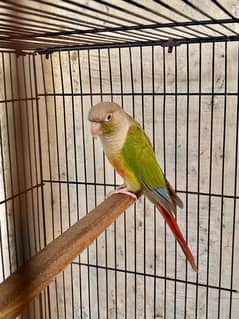 pineapple conure breeder pair