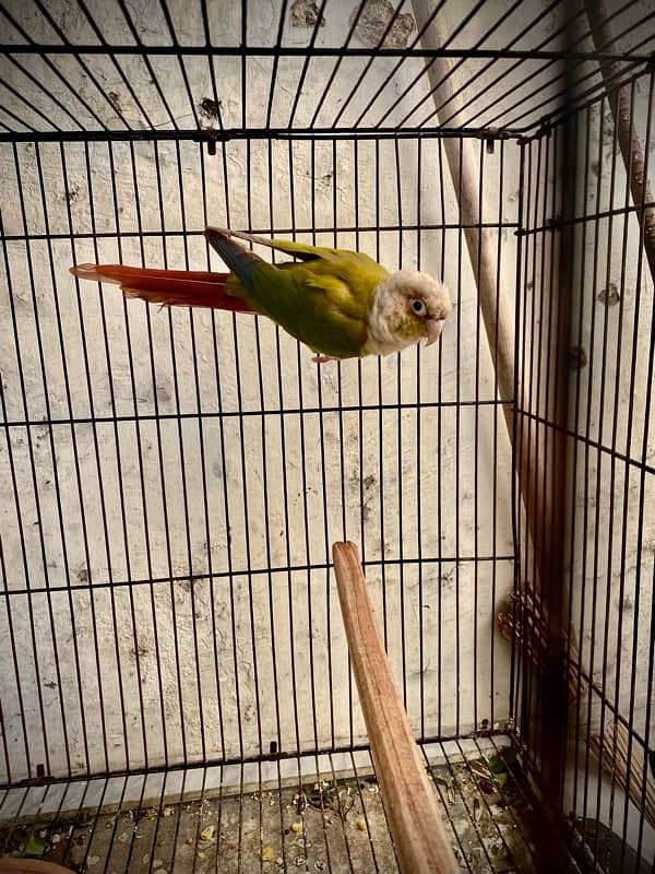 pineapple conure breeder pair 1