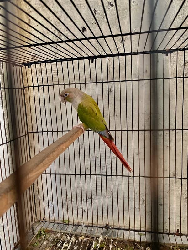 pineapple conure breeder pair 2